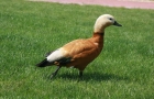 IMG_3689_resize